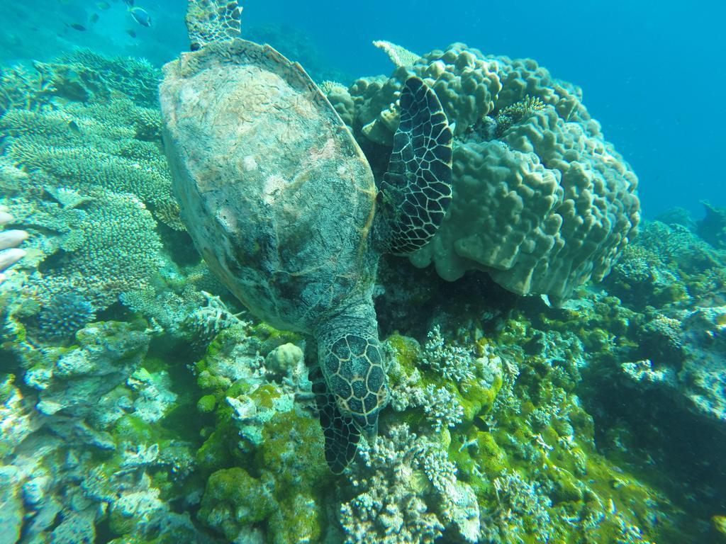 Arora Inn Maafushi Eksteriør billede
