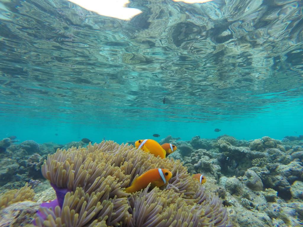 Arora Inn Maafushi Eksteriør billede