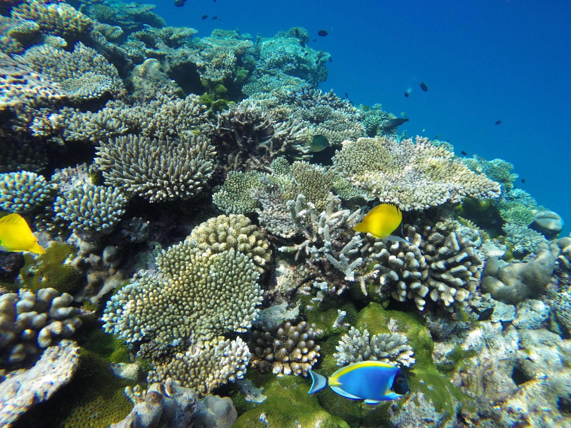 Arora Inn Maafushi Eksteriør billede