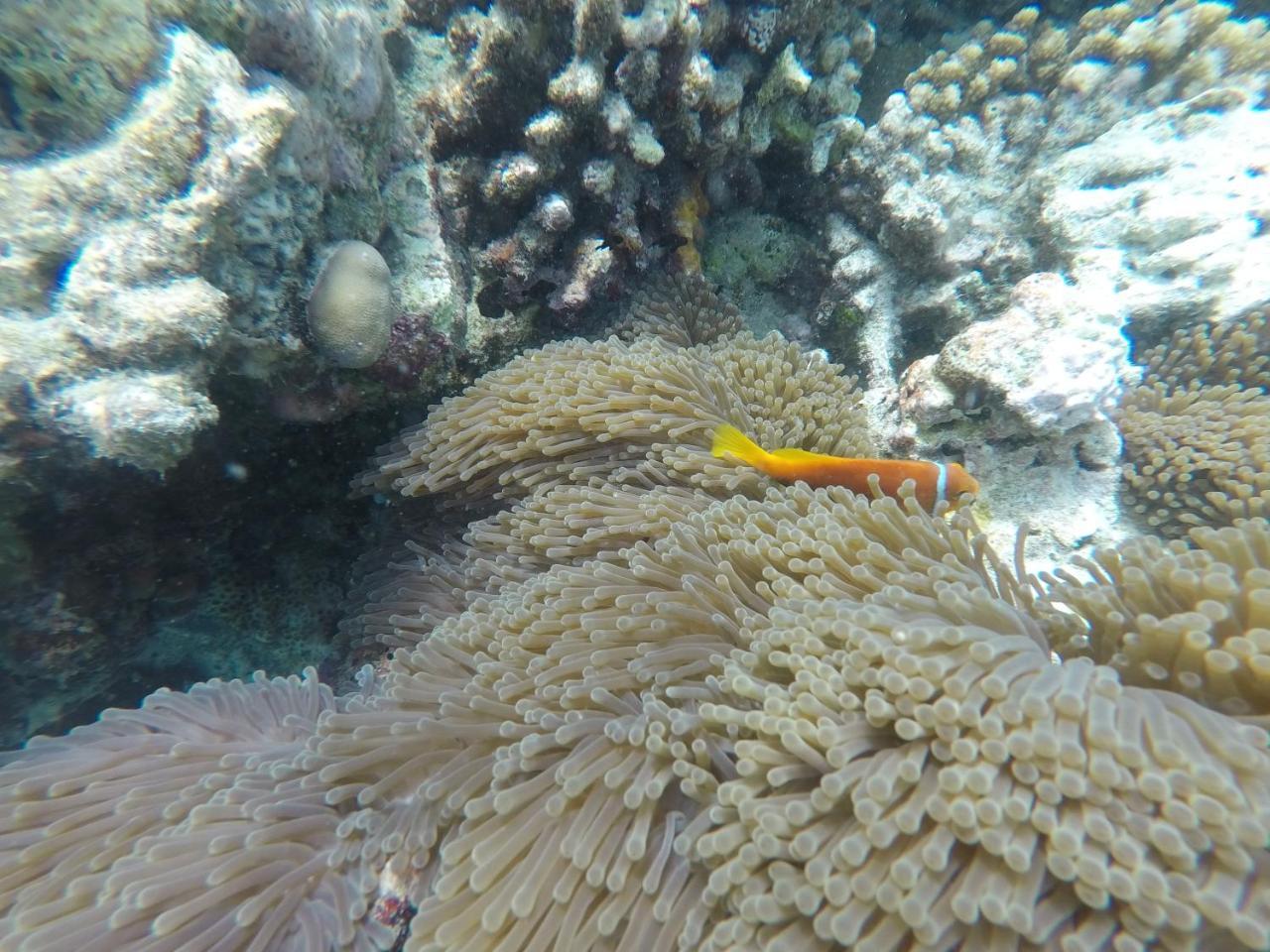 Arora Inn Maafushi Eksteriør billede