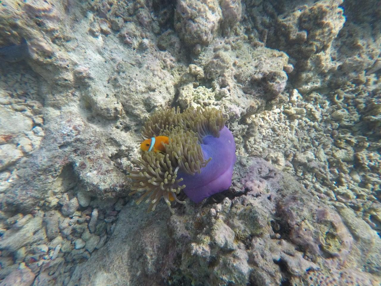 Arora Inn Maafushi Eksteriør billede